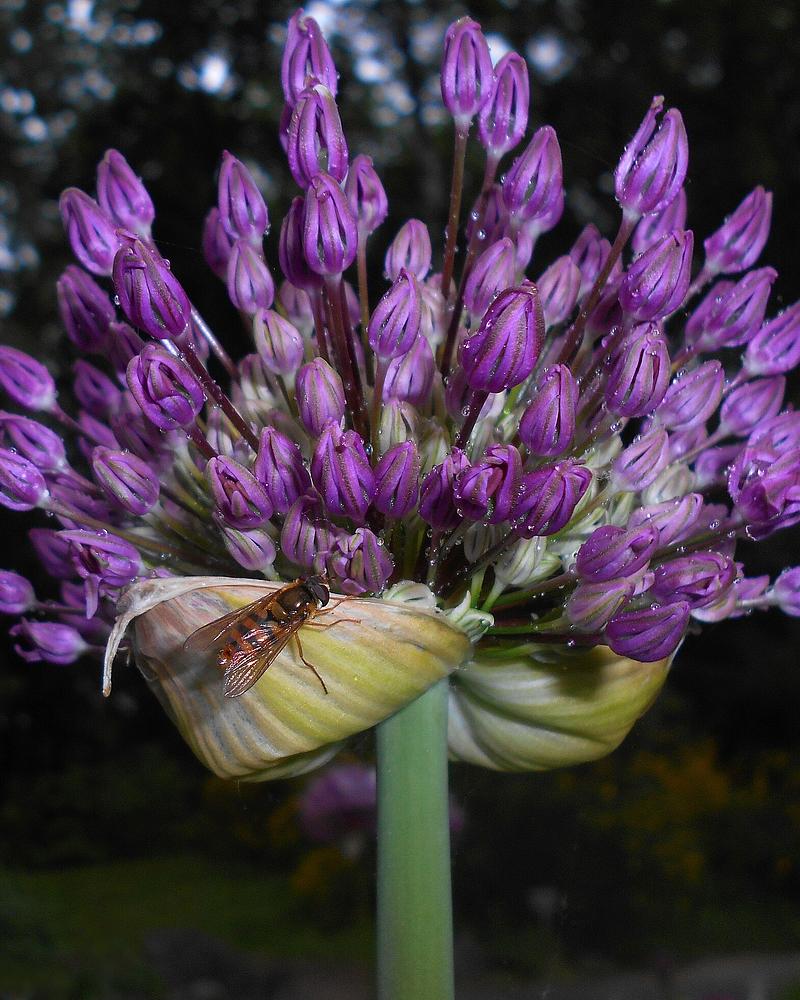 Persian Onion