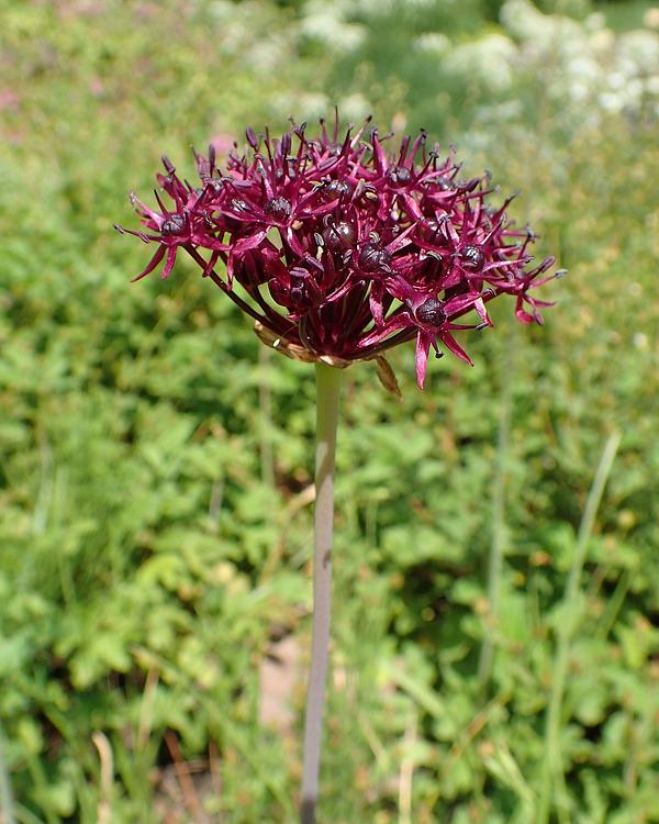 Dark Purple Allium