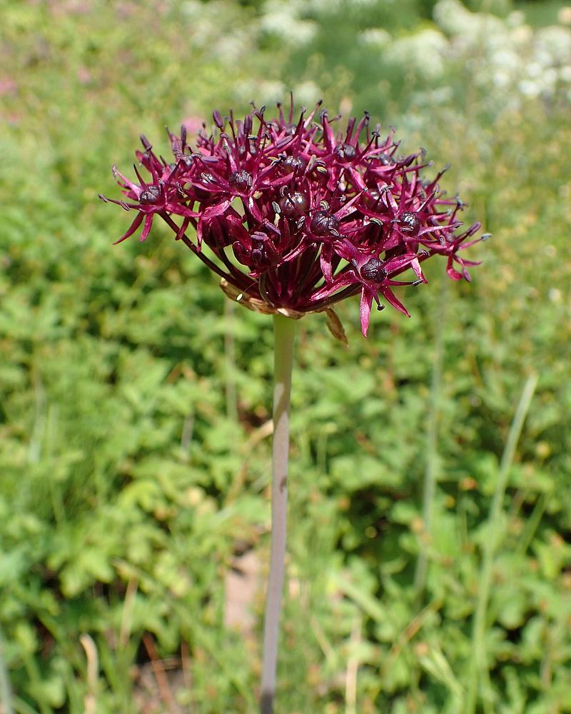 Dark Purple Allium