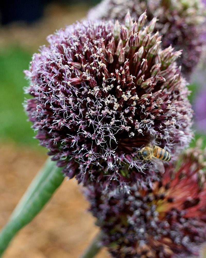 Forelock
