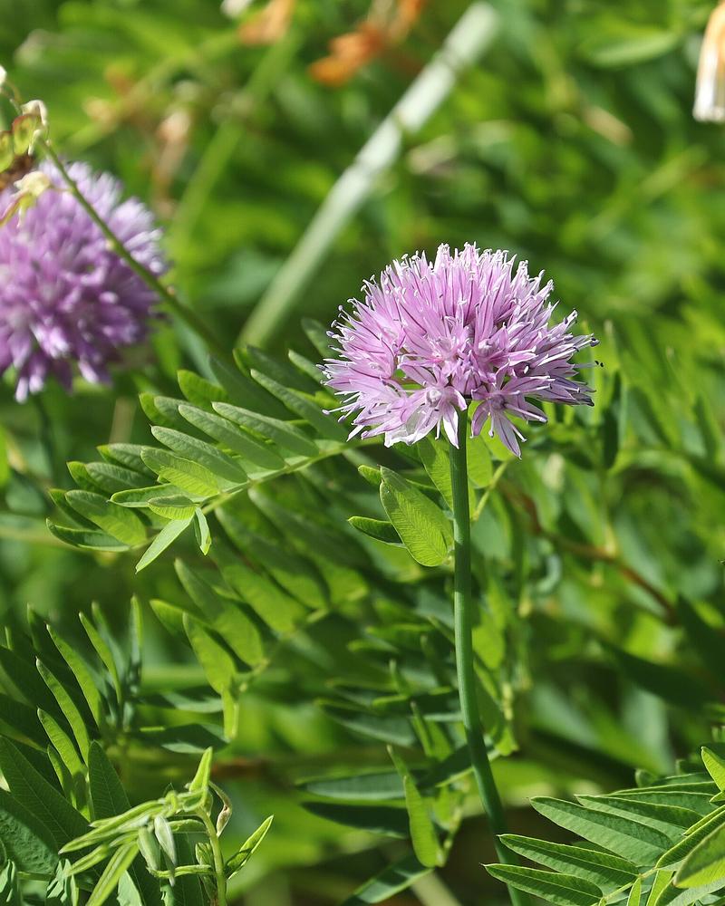 Chives