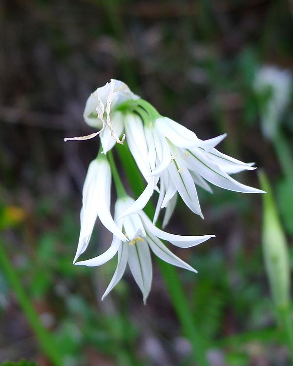 Three-cornered Leek