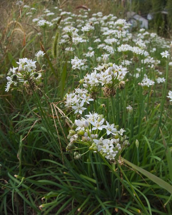 Garlic Chives