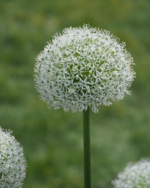 White Giant