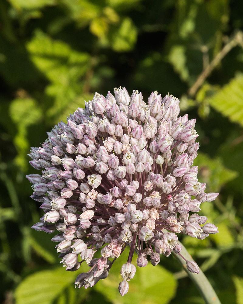 Elephant Garlic