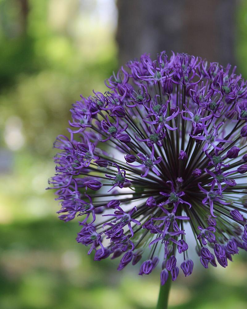Blue Globe Onion