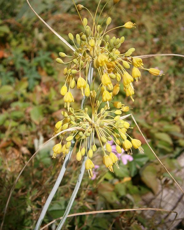 Small Yellow Onion