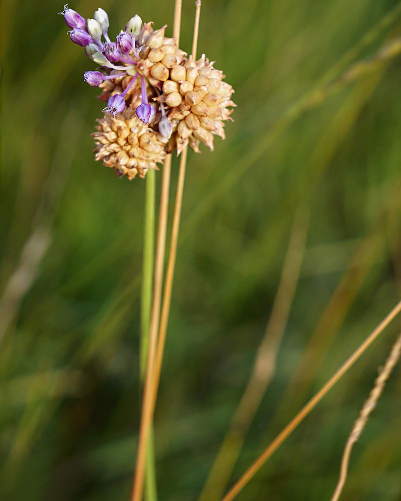 Crow Garlic