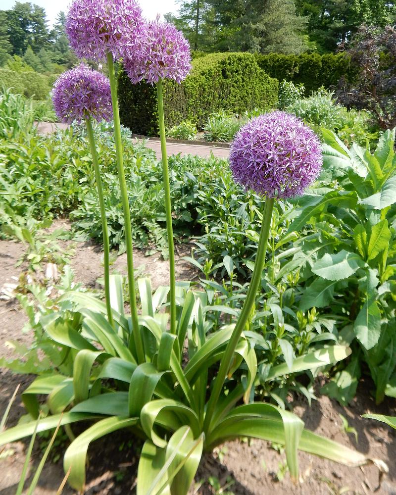 Purple Sensation