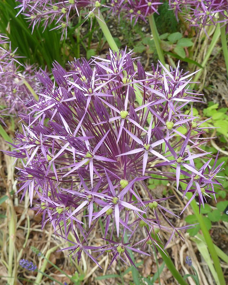 Star of Persia